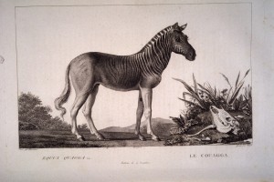 gravues_animaux_sauvages_-_Equus_quagga_Lin__Le_couagga